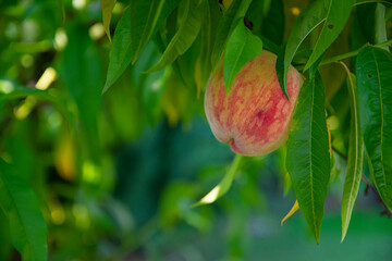 Only one peach on the tree, dry summer