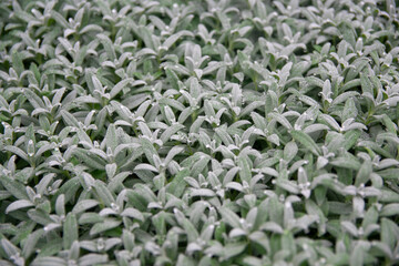 Cerastium, Frozen green leaves with water drops