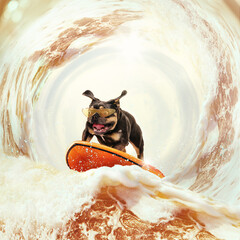 Funny bulldog dog surfing on huge wave of frothy beer on summer vacation over white-brown...