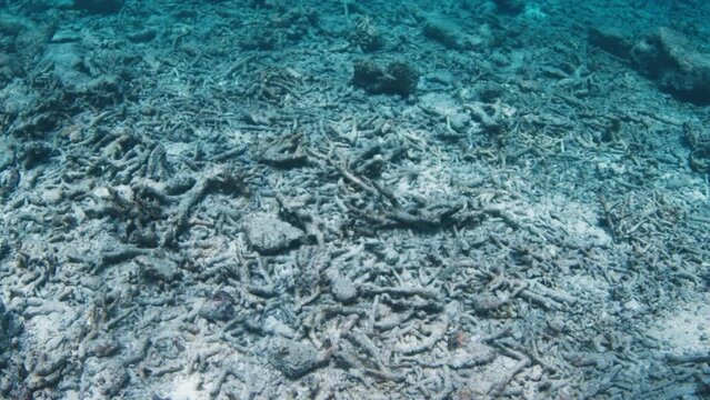 Dead coral reef in tropical sea. Underwater view of the lifeless coral reef in the Maldives