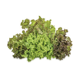Obraz premium Fresh lettuce isolated Premium PSD