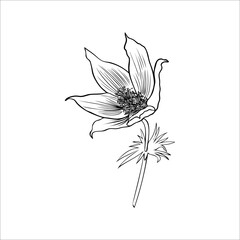 Lumbago meadow, Pulsatilla flower ink sketch, Vector Pasque flower isolated on white, floral line art illustration, Botanical drawing of Perennial poisonous flowering plant for design packaging