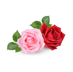 Red and Pink rose with water drops isolated on transparent background