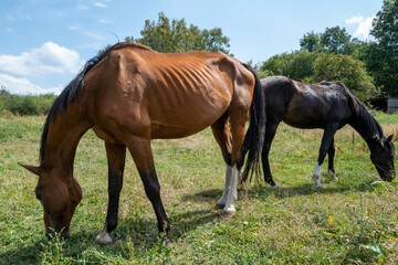 deux chevaux dans un pré broutent l'herbe
