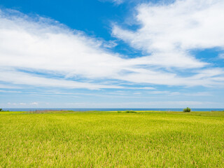 Rice paddies and seascapes in summer in Hualien, Taiwan.