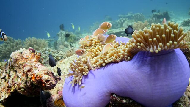 Pink anemonefishes swimming in their magnificient anemone