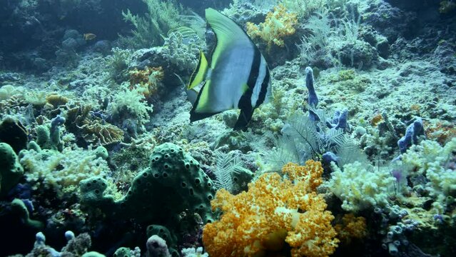 Shaded batfish hovering over healthy mixed coral reef