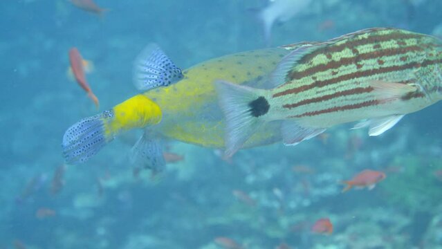 Yellow boxfish swimming between checkered snappers