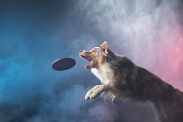 Jumping border collie jumping. The movement of the dog in colored smoke. Sports with an active pet