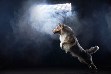 Jumping border collie jumping. The movement of the dog in smoke. Sports with an active pet