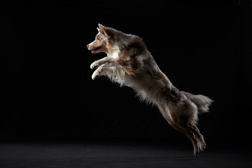 Jumping border collie jumping. The movement of the dog on black. Sports with an active pet