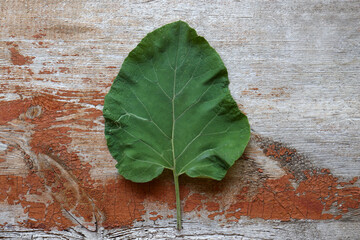 Fresh green burdock leaf on wooden table, top view