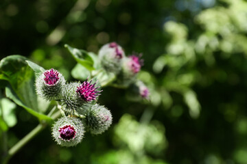 Beautiful burdock plant with flowers outdoors on sunny day, closeup. Space for text