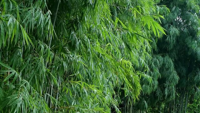 Bamboo Wind Slow Motion 11