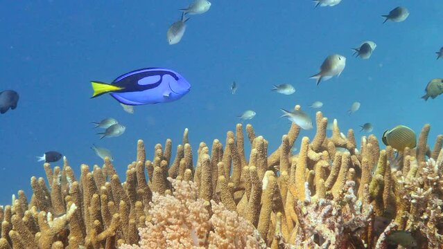 Acropora coral with damselfishes and dory swimming above