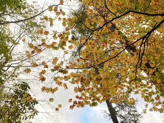 小野川不動滝探勝路の紅葉