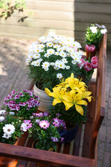 Obraz premium Many different beautiful blooming plants in flowerpots on wooden bench outdoors