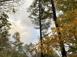 小野川不動滝探勝路の紅葉