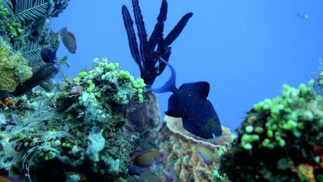 School of redtooth triggerfish swimming over healthy coral reef