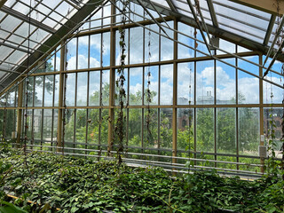 Different beautiful plants growing in greenhouse on sunny day