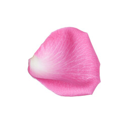 Pink rose flower petal on white background