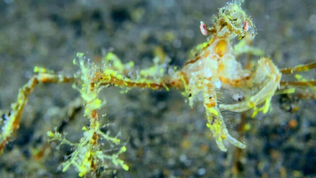 Spiny spider crab trying to catch passing prey over sandy area