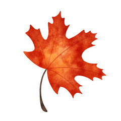 Autumn maple leaf