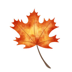 Autumn maple leaf