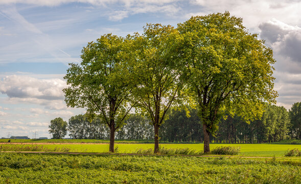 Backlit image of three trees in the foreground of a rural area. It is a sunny summer day with clouds in the blue sky.