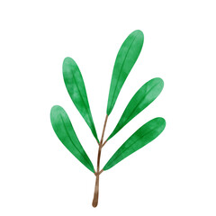Green leaf isolated