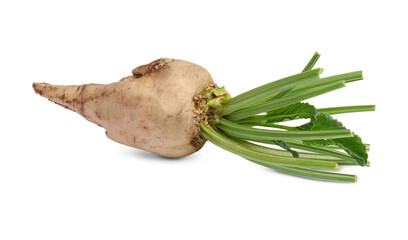 Freshly harvested sugar beet on white background