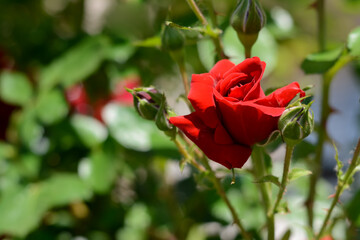 Beautiful blooming rose bush outdoors on sunny day, closeup. Space for text