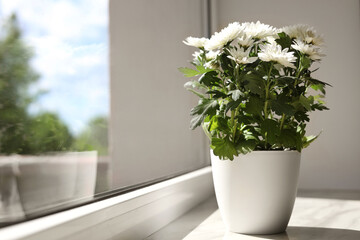 Beautiful potted chrysanthemum flowers on white window sill indoors. Space for text