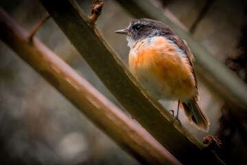 oiseau