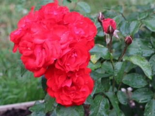 Bright large red-pink rose on a green background