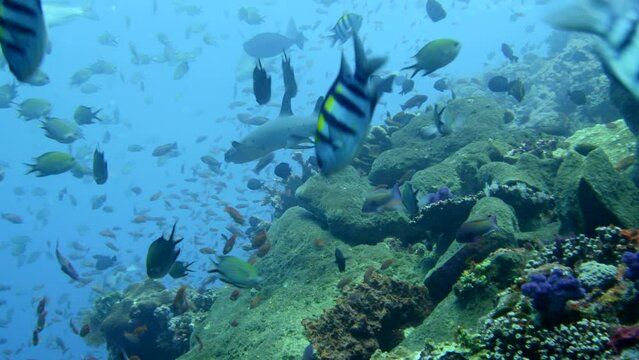 Healthy hard and soft coral reef with whitetip reef shark swimming