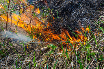 Burning old dry grass. Tongues red flame and burning dry yellowed grass in smoke