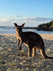 kangaroo on the beach