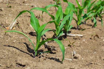 close up of a healthy young cornstalk in a cornfield with soil dry and cracking and now weeds between rows