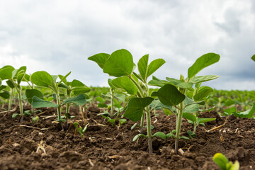 Soybean plant leaf close-up in a field of young plants. Young crops of agricultural crops. Selective focus