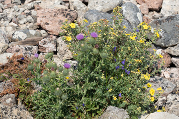 Flowers on the rocks
