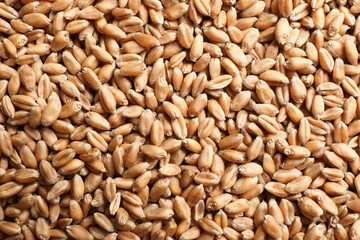 Heap of wheat grains as background, top view