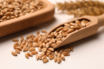 Scoop and wheat grains on white table, closeup