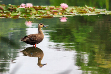 鴨と睡蓮