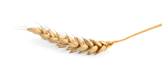 Dried ear of wheat isolated on white