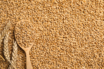 Spoon and spikelets on heap of wheat grains, flat lay. Space for text