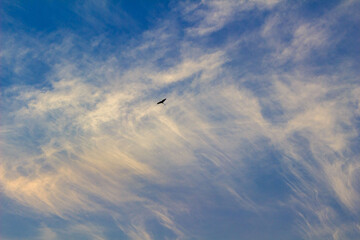 朝の空に鳥