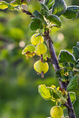 Obraz premium Fresh green gooseberries. Green berries close-up on a gooseberry branch. Young gooseberries in the orchard on a shrub. Gooseberries in the orchard