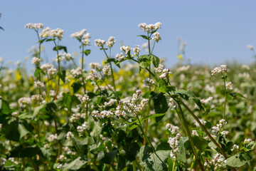 Field of buckwheat and close up of buckwheat plant. Buckwheat agriculture