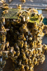 swarm of honey bees flying around beehive. Bees returning from collecting honey fly back to the hive. Honey bees on home apiary, apiculture concept
